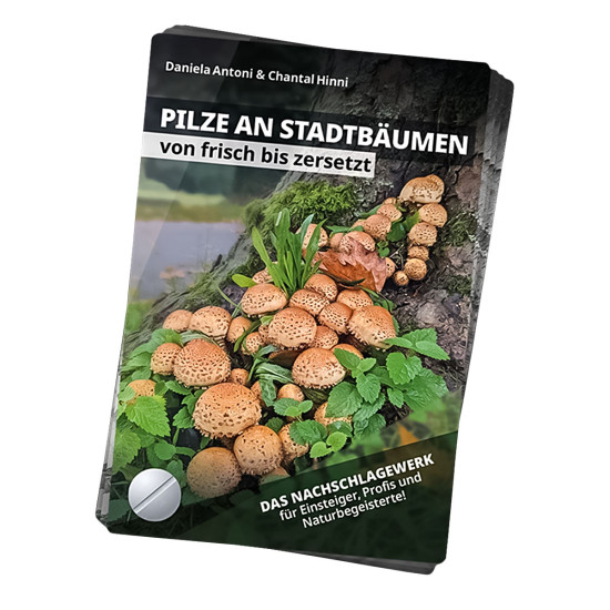 Pilze an Stadtbäumen - Fächer